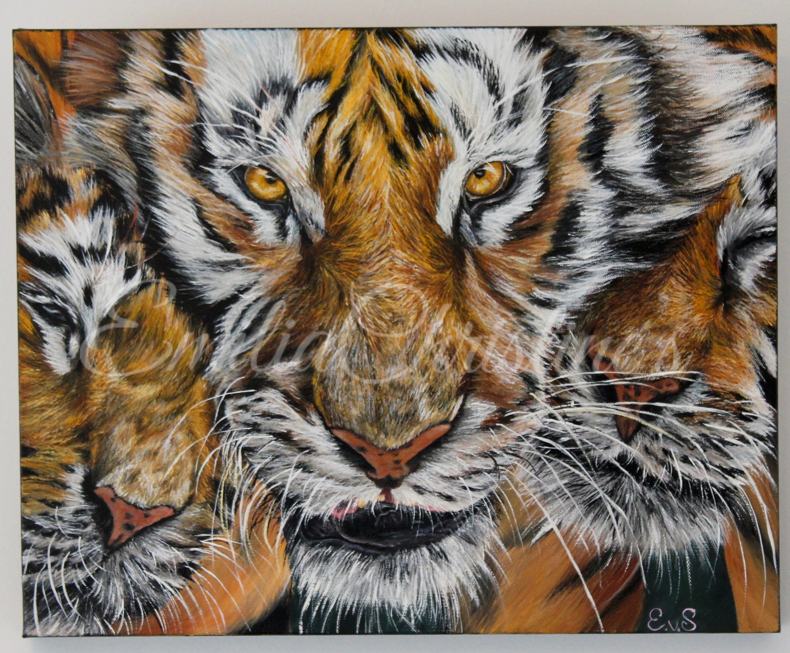 Three tiger with the middle one with golden eyes