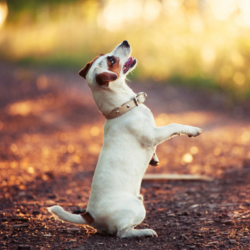 dog doing tricks