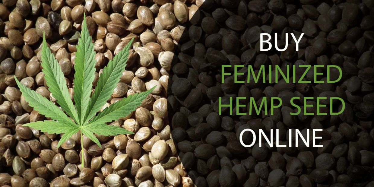 feminized hemp seeds