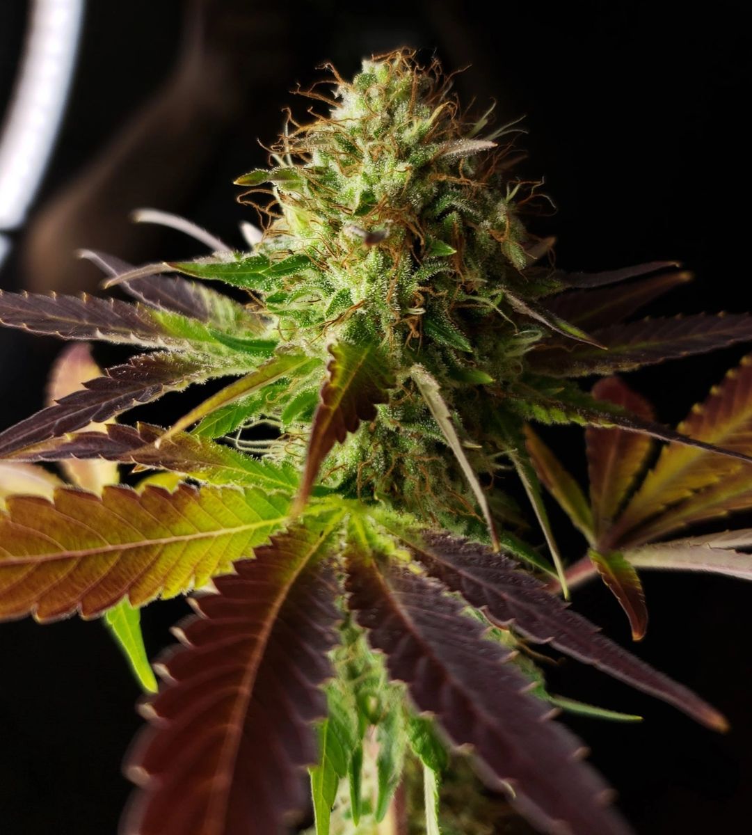 Peach Mint Kush Feminized Seeds