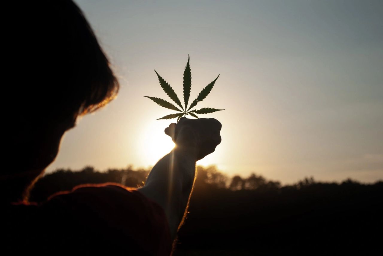 Person holding a cannabis leaf against a sunset backdrop, symbolizing innovative marketing strategies for cannabis brands.