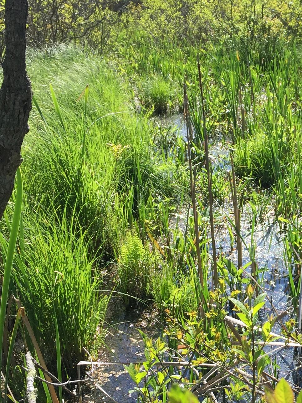 //img1.wsimg.com/isteam/ip/b726cba4-bfc2-40f2-9137-1ec29f682354/NAW_WETLAND_PICTURE_5.JPG/:/cr=t:14.77%25,l:0%25,w:50.28%25,h:50.28%25/rs=w:1300,h:800