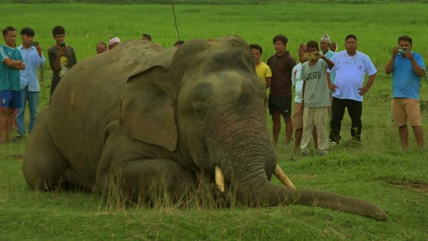 Large elephant resting on grass surrounded by people.