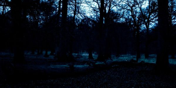 A dark, eerie forest at twilight with bare trees silhouetted against a dim blue sky.