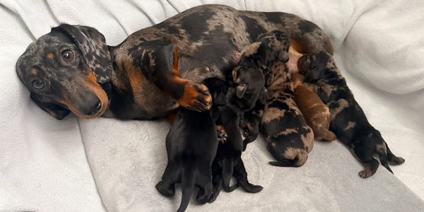 A dachshund mother with her nursing puppies on a soft blanket.