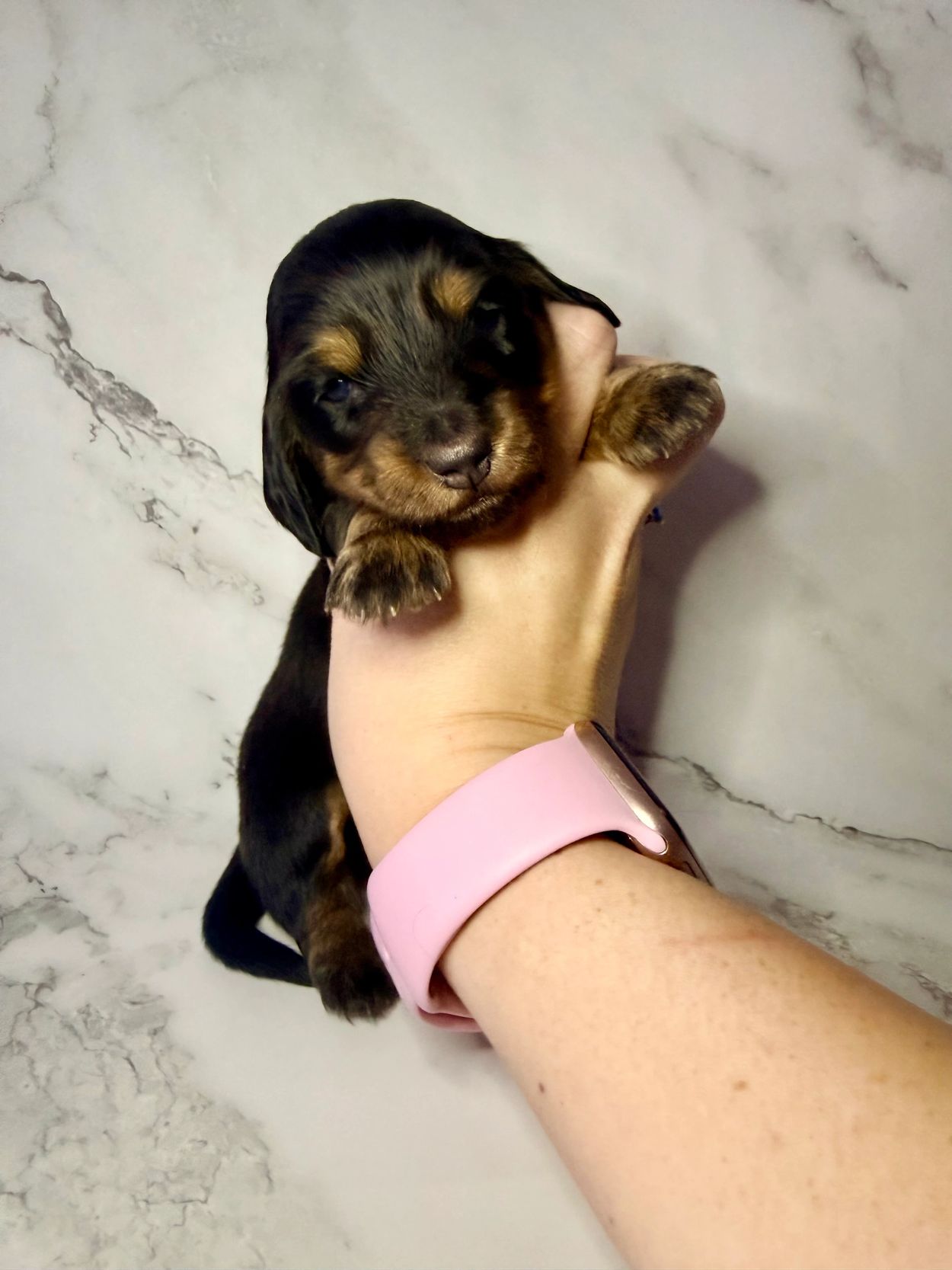 2. 🐱🖤Kat— Catwoman ~ 3 Weeks old 