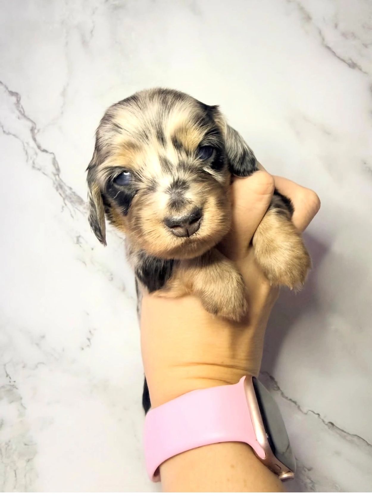 3.🦸‍♂️💙Clark — Superman ~ 3 Weeks Old 