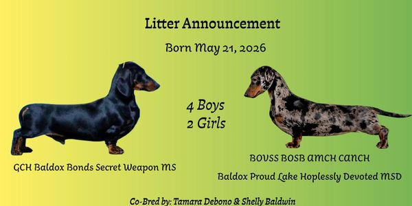 Litter announcement of dachshunds born May 21, 2026, with 4 boys and 2 girls.