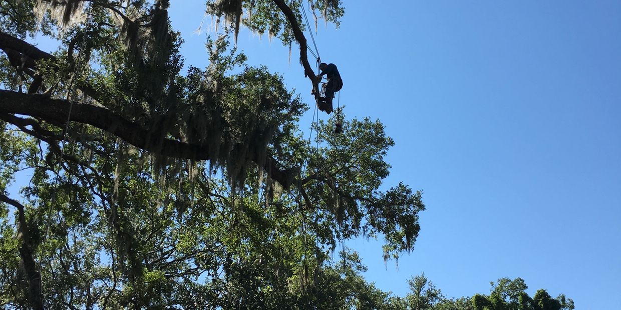 Out On A Limb Tree Service