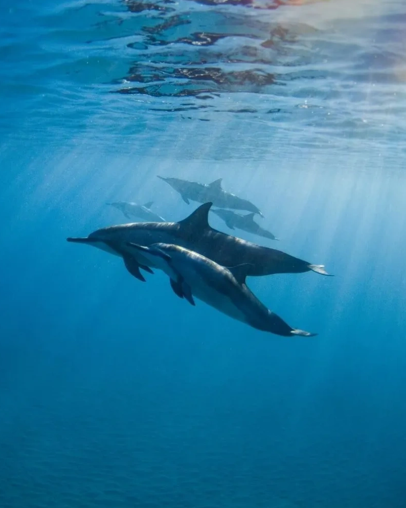 A pod of dolphins swimming underwater with sun rays filtering through.