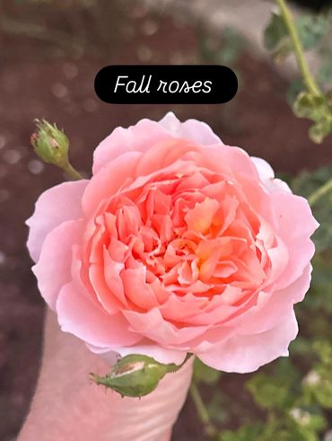 A delicate pink rose in bloom labeled 'Fall roses'.