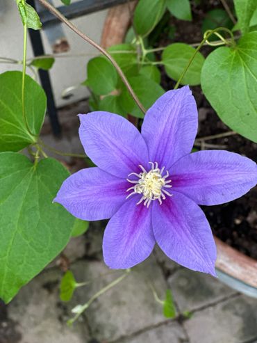 Close-up of a vibrant purple clematis flower with green leaves.