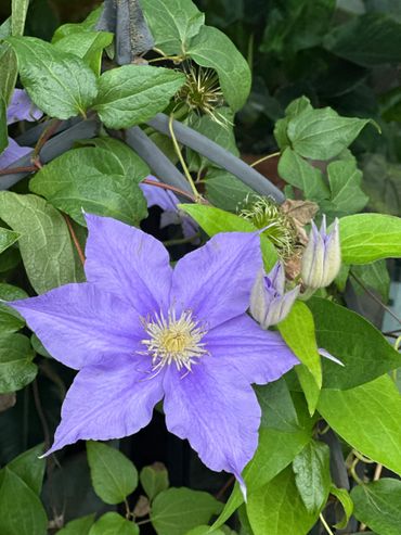 Vibrant purple clematis flower surrounded by green leaves.