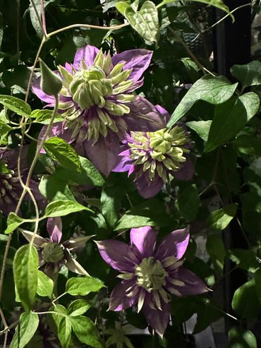 Purple clematis flowers blooming amidst green leaves.