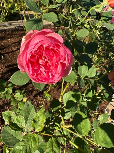 Vibrant pink rose blooming among green leaves in a garden.