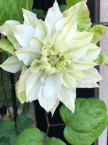A delicate white and pale green flower surrounded by lush green leaves.
