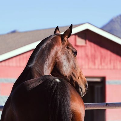 A horse looking away with a red barn in the background.