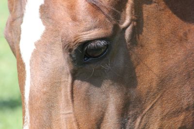 Close-up of a horse's eye with brown coat and white marking.