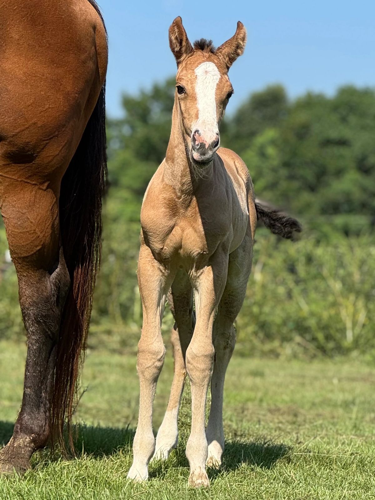 A young foal stands beside its mother in a grassy field.