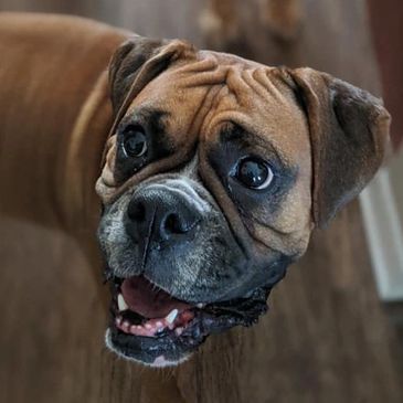 Paws Paradise Fur Life