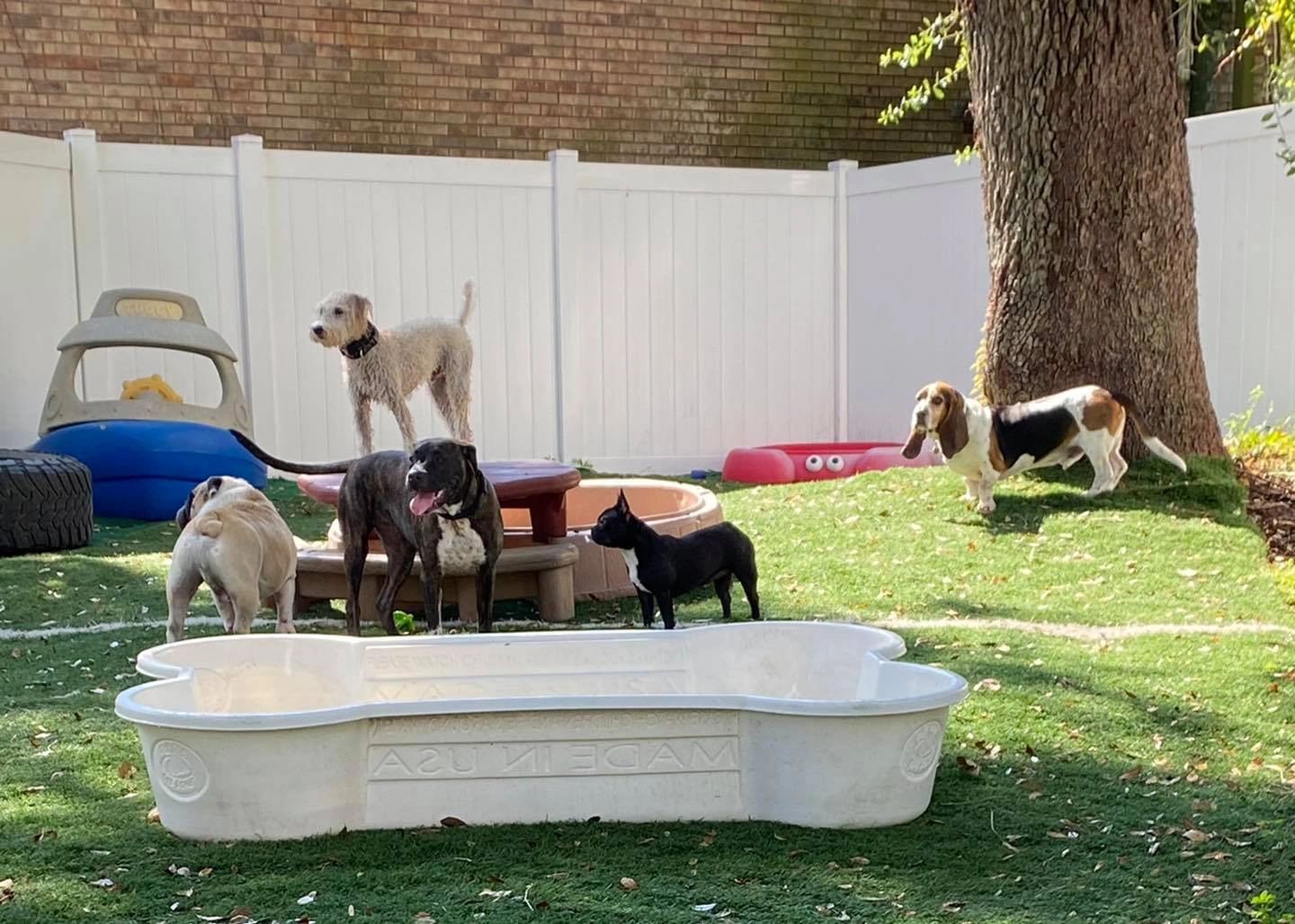 Paws Paradise Fur Life