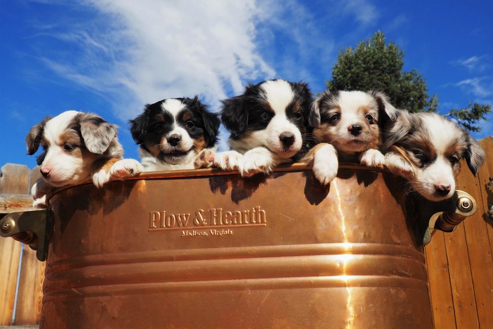 Aussie Mini Aussie Tails