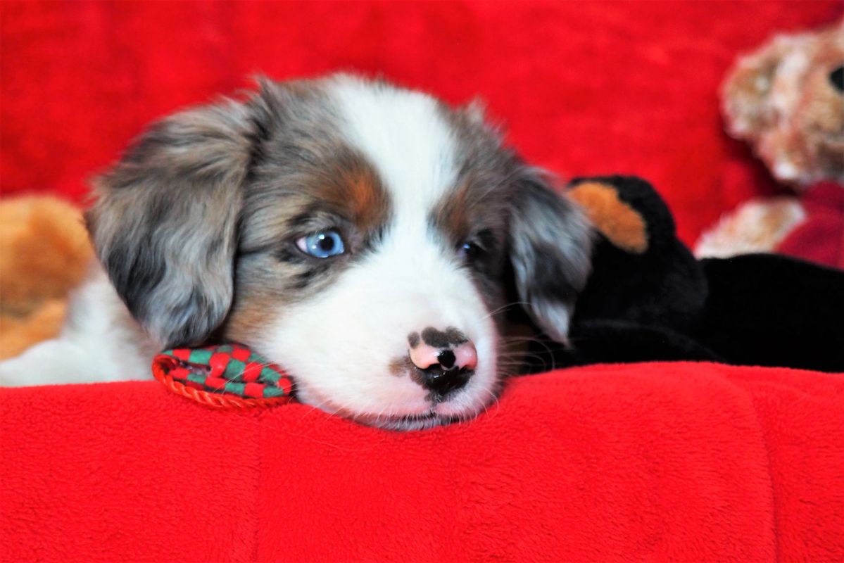 Mini Aussie Tails