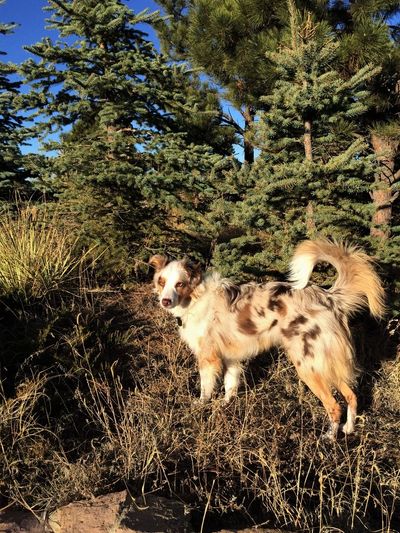 Australian Shepherd with a Tail