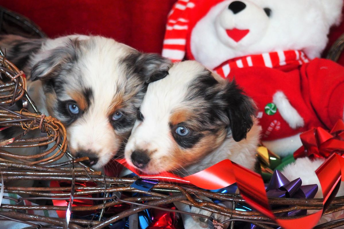 Mini Aussie Tails