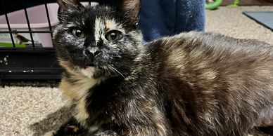 Tortoiseshell cat with green eyes lying on a carpet.