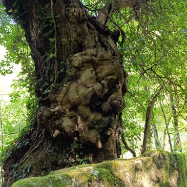 A large tree with a textured, knobby trunk surrounded by green foliage.