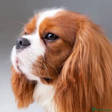 Portrait of a Cavalier King Charles Spaniel dog.