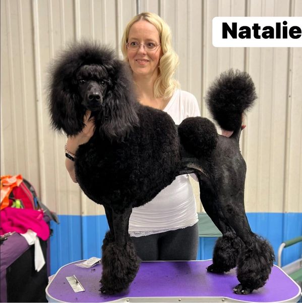 Woman posing with a groomed black poodle on a table.