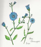 Chicory by A. Burges
