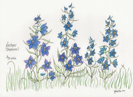 Larkspur by A. Burges