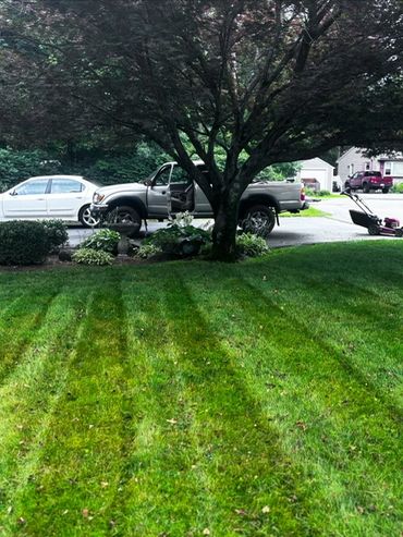 Freshly mowed lawn with striped grass and a tree in the center.