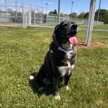 Black and white dog sitting on grass with its tongue out on a sunny day.