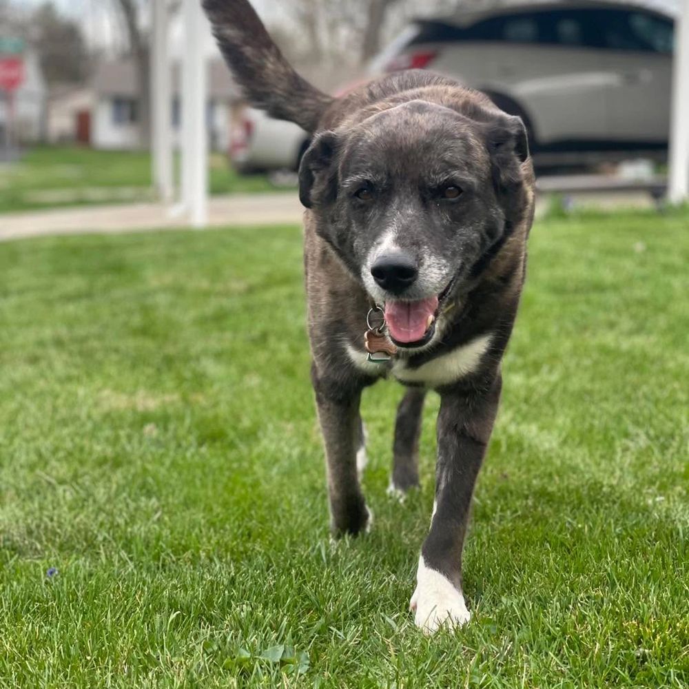 Happy dog walking on green grass with tail wagging.