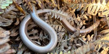 Slow worm hidden in bracken.