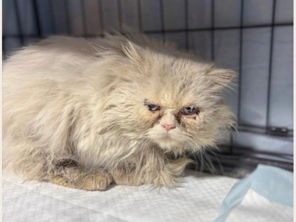 A scruffy, sad-looking cat with matted fur inside a cage.