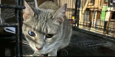 Close-up of a cat with heterochromia inside a cage.