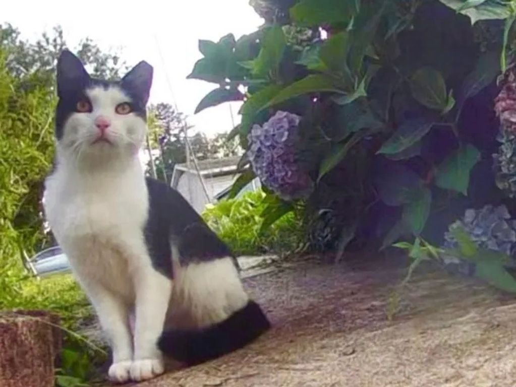 Black and white cat sitting near a garden with purple flowers.