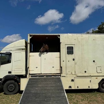 A horse peeks out from a beige horse transport truck under a blue sky.