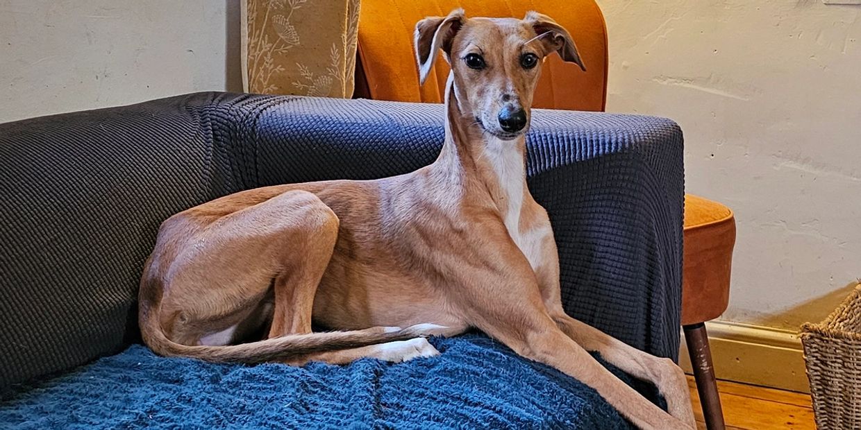 Lurcher laying on sofa 