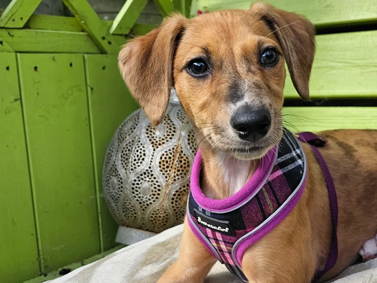 Lurcher puppy sitting calmly on a bench