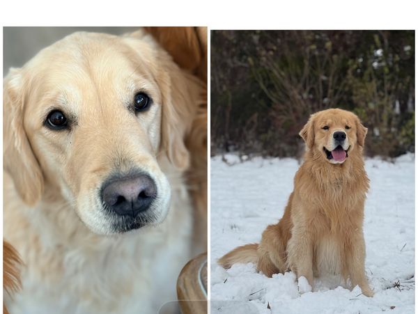 Loki and Rocky expected litter 