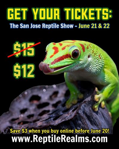 Gecko Sitting on a rock. Get discounted tickets for San Jose Reptile Show June 21 & 22, 2025.