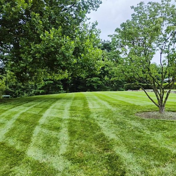 A freshly mowed lawn with green trees under a cloudy sky.
