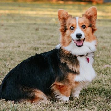 AKC Red Headed Tri Color Full Fluffy, Opal, in Stillwater Oklahoma