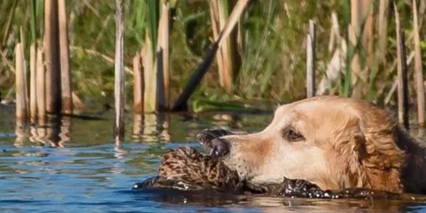 Northern Flyway Golden Retriever Club